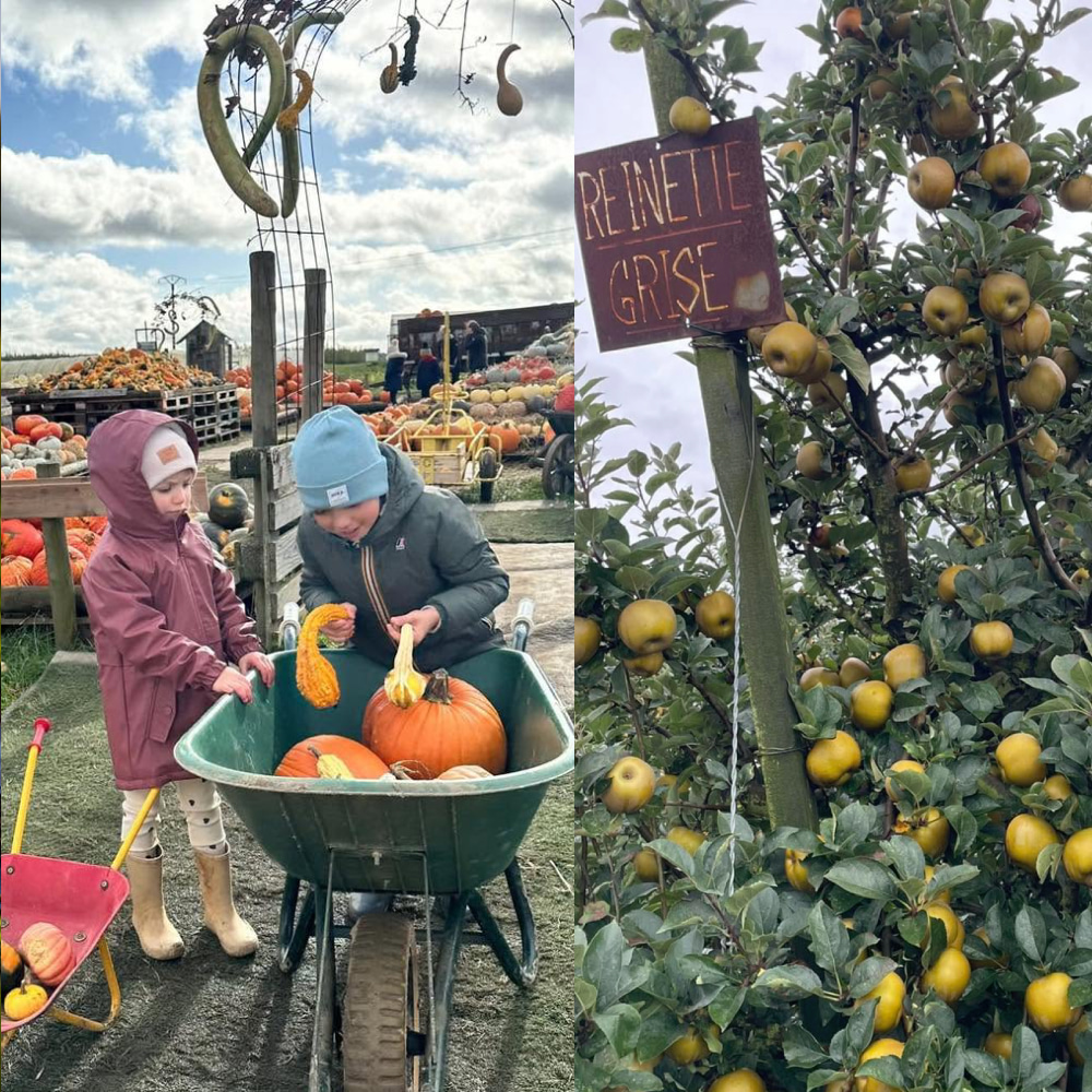 Champs de citrouilles et cueillette de pommes : les plus belles sorties de l’automne